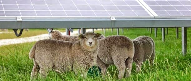 From Sheep to Sustainability: The Innovative Marriage of Agriculture and Renewable Energy